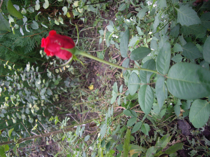 IMGP0844 - Flori 3