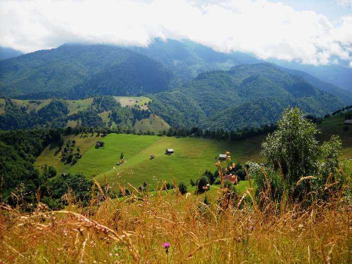 Vladelea; peisaj padure vladelea bran munte vara moeciu deal
