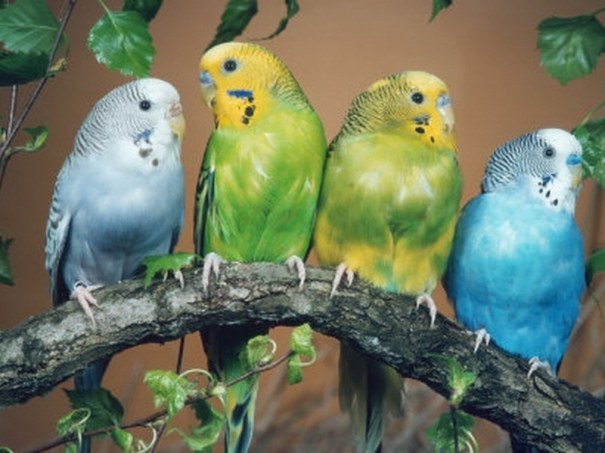 patru papagali; sunt foarte frusi papagali
