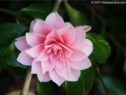 Justin o saruta pe Miley