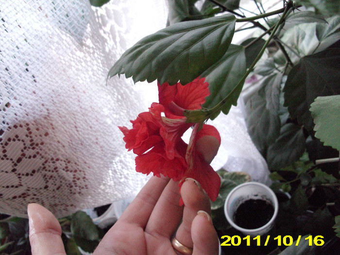 Picture 002 - hibiscus