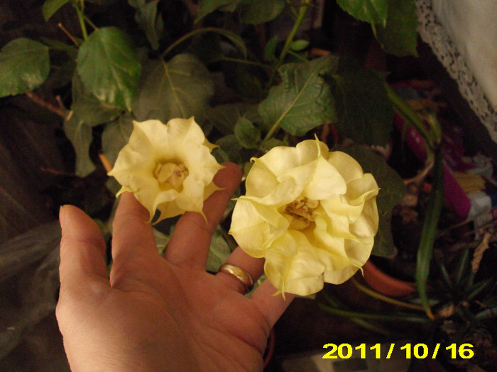 Picture 005