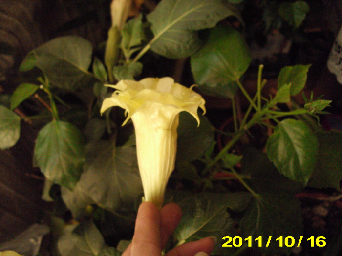 Picture 008