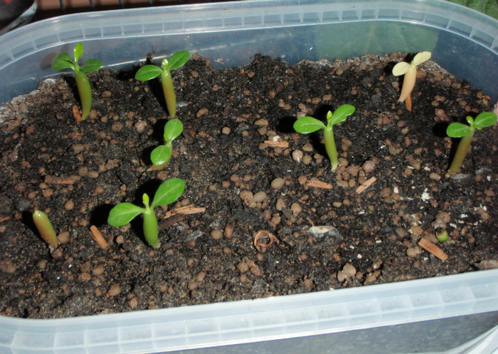 16 oct 2011 - am un adenium alb!?