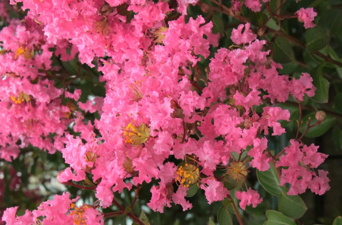 Atat de frumoasa! - Lagerstroemia indica