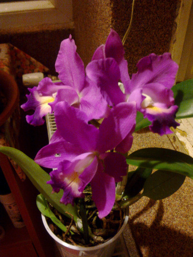 cattleya - 16.10.2011