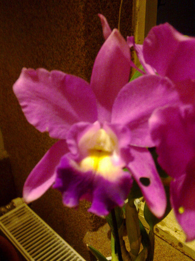 cat. floare - cattleya