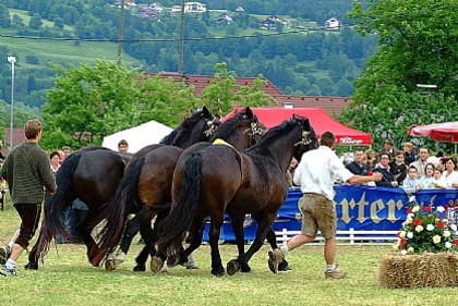 017864 - exemplare de cabaline