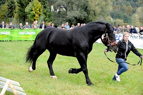 176495 - exemplare de cabaline