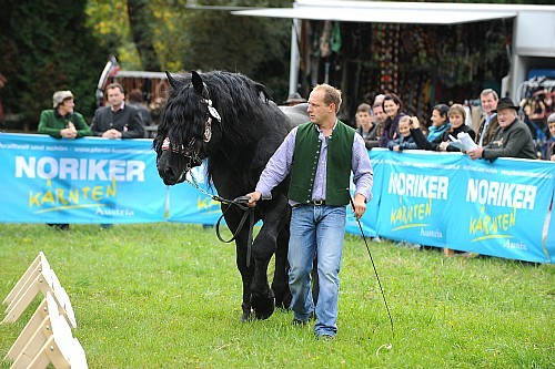 176543 - exemplare de cabaline