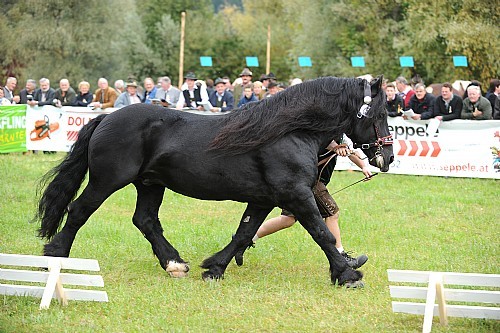 176617 - exemplare de cabaline