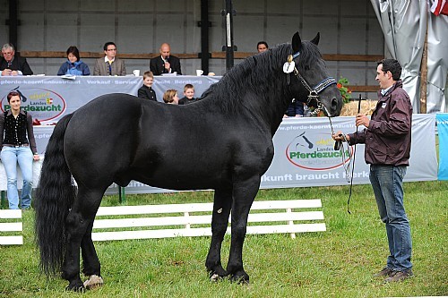 176668 - exemplare de cabaline