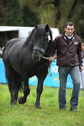 176685 - exemplare de cabaline