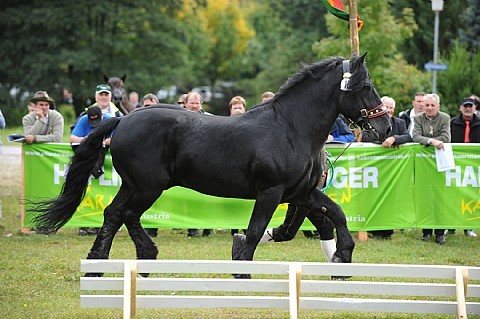 176811 - exemplare de cabaline