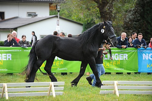 176878 - exemplare de cabaline