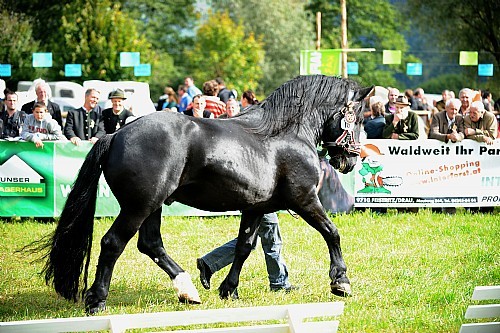 177090 - exemplare de cabaline