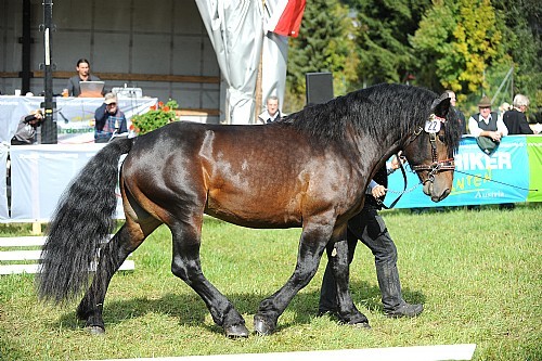 177397(1) - exemplare de cabaline