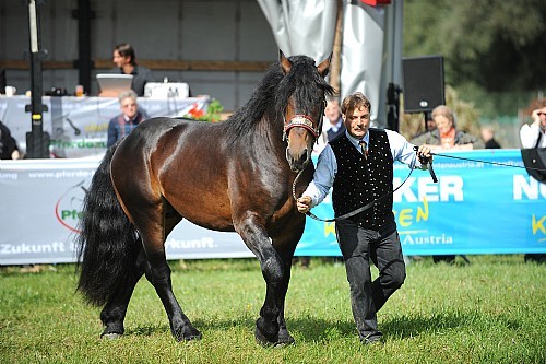 177408 - exemplare de cabaline