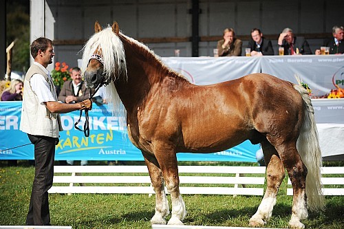 177471 - exemplare de cabaline