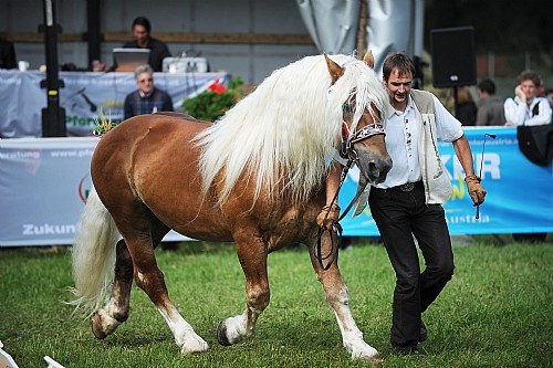 177484(1) - exemplare de cabaline