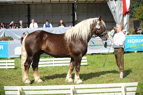 177563 - exemplare de cabaline