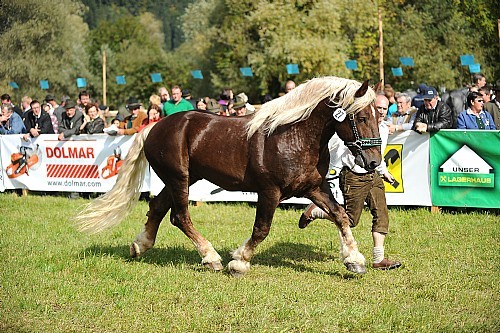 177605(1) - exemplare de cabaline