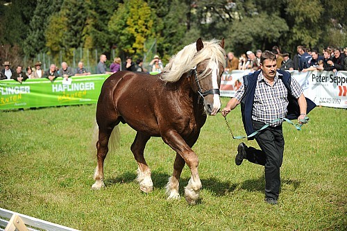 177634 - exemplare de cabaline