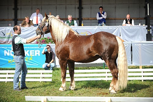 177666 - exemplare de cabaline