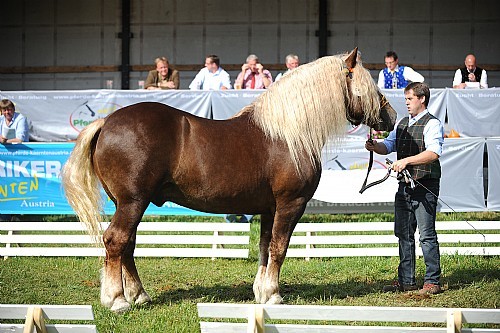 177713 - exemplare de cabaline