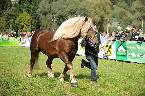 177744 - exemplare de cabaline