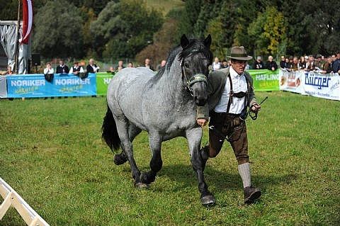 177900 - exemplare de cabaline
