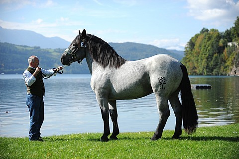 178475(1) - exemplare de cabaline