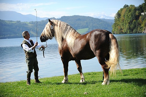 178665(1) - exemplare de cabaline