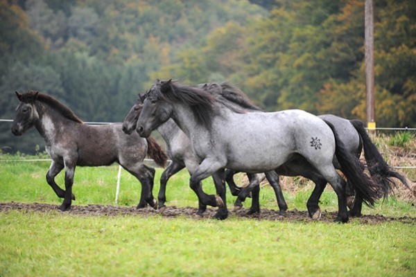 179887 - exemplare de cabaline