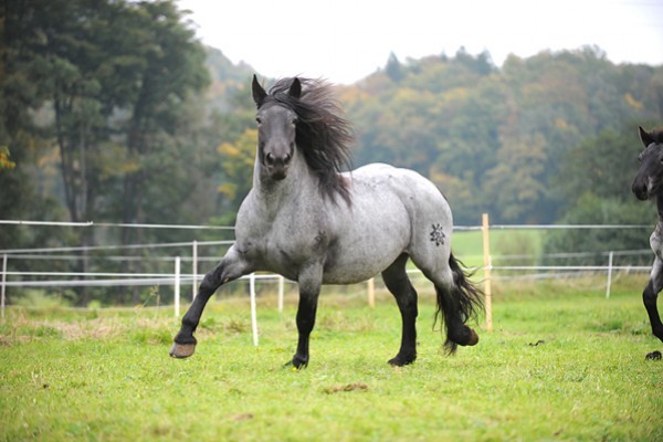 179961 - exemplare de cabaline
