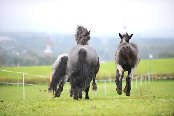 179975 (2) - exemplare de cabaline