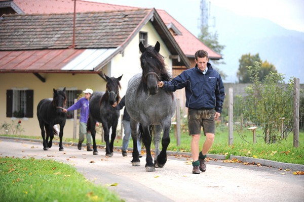 180096 - exemplare de cabaline
