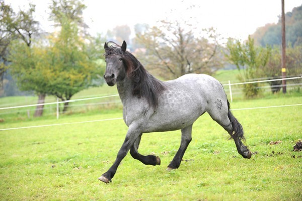 180267 - exemplare de cabaline