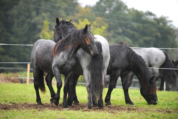 180309 - exemplare de cabaline