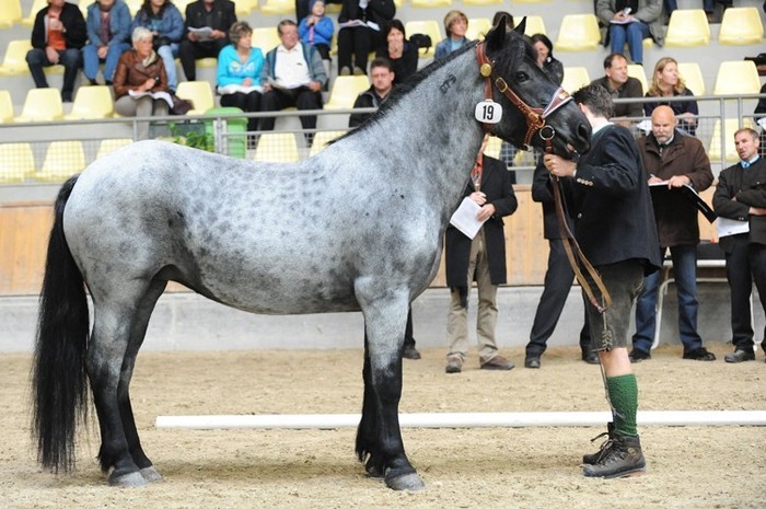 182511-2 - exemplare de cabaline