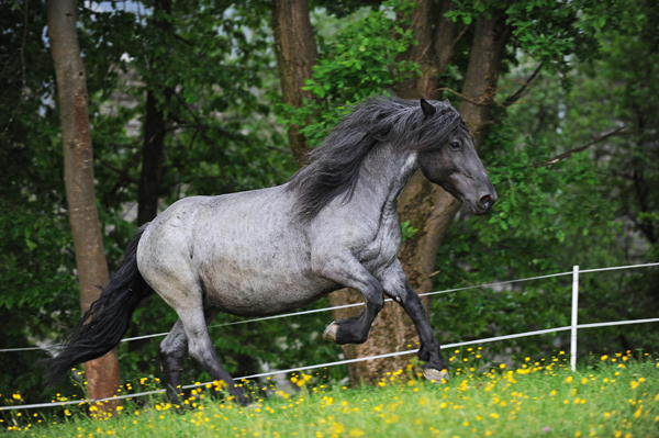 219273 - exemplare de cabaline