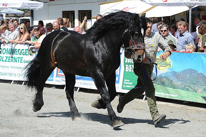 224224-hans(1) - exemplare de cabaline