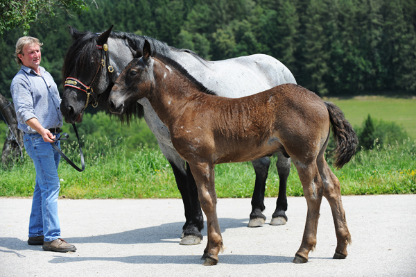 229928 - exemplare de cabaline