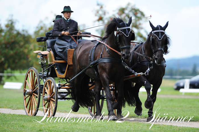 241093-750(1) - exemplare de cabaline