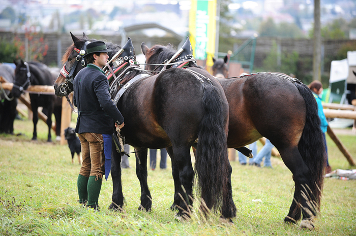 259928-INFO - exemplare de cabaline