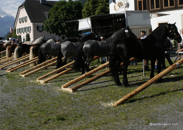 512524_web - exemplare de cabaline