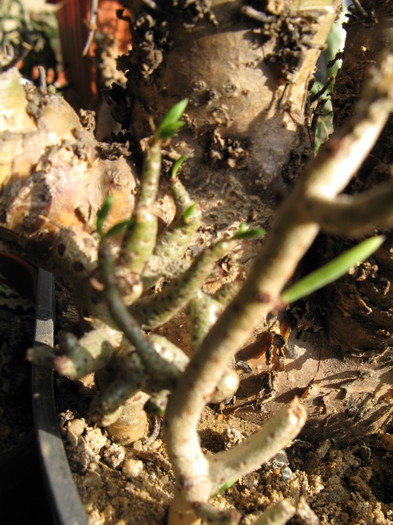 IMG_5364 - Tylecodon