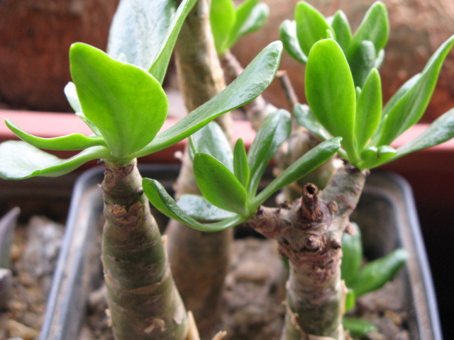 IMG_5428 - Tylecodon