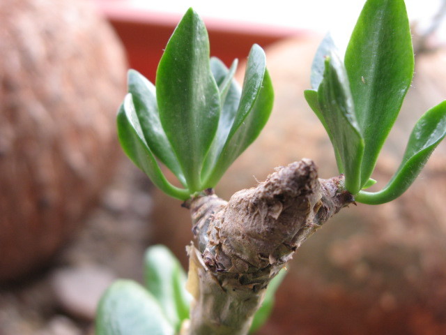 IMG_5429 - Tylecodon