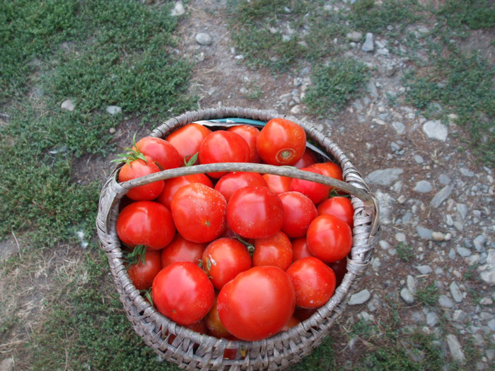 rosii, primul an in care am avut si noi - Legume 2011